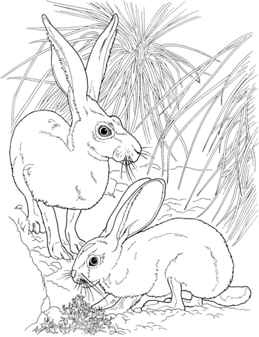 Black Tailed Jackrabbits Coloring Page